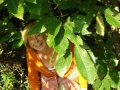 Linda dans le feuilles